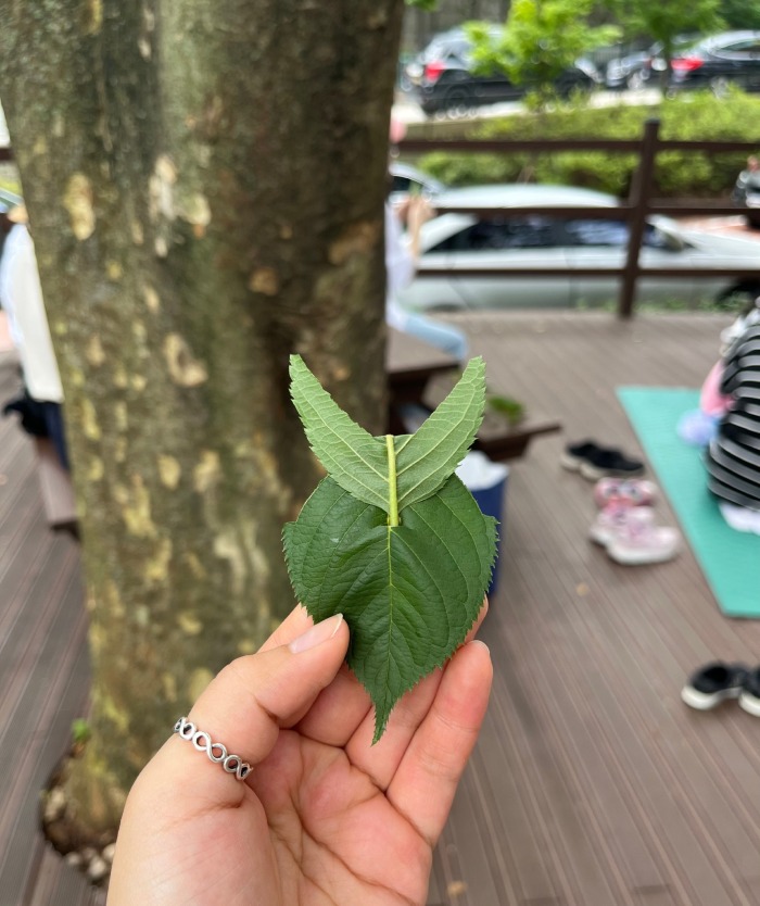 나뭇잎을 접어 부엉이 모양으로 만든 사진